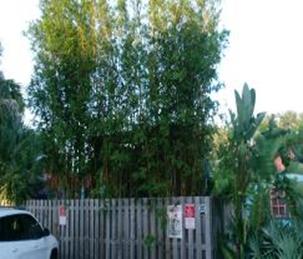 Apopka Bamboo
